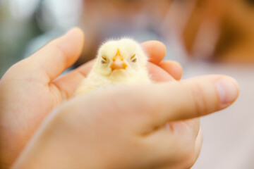 手の中のヒヨコ © ぶっさん