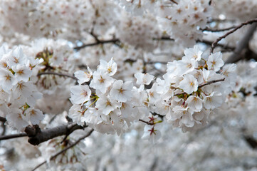 white Japanese cherry blossom close up shot
