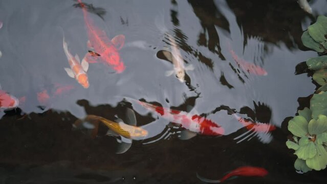 Many beautiful fish swimming around in the fish tank.