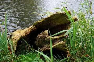 Tree bark, trunk fallen over by the wind. Blown over in the autumn season with stormy weather....