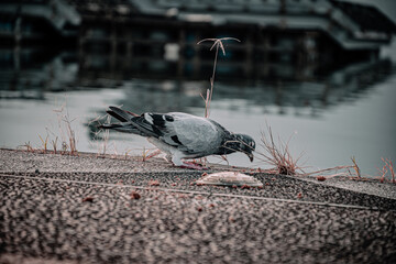 the Pigeon on the pier