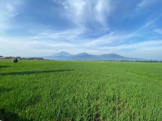 rice field