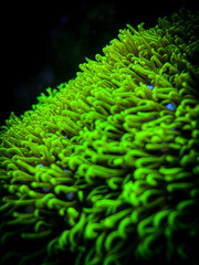 Fototapeta na wymiar Green star polyps coral