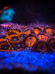 Colourfull Corals