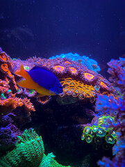 coral reef in blue sea