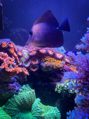 coral reef and fishes