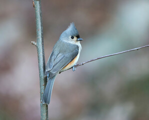 tufted titmouse bird standing on tree branch in autumn