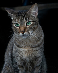 Obraz premium gato callejera 