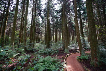 refreshing autumn forest with path