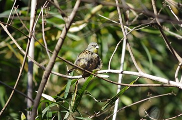 Black-faced Bunting (Aoji, Emberiza spodocephala), Female