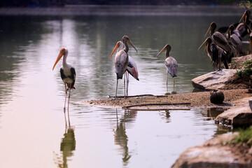 A group of painted stork birds © Pattana