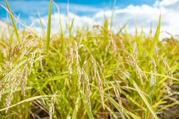 黄金色の稲穂　田園風景