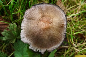 Mushrooms in the fall. Mushroom poisonous and dangerous food. Fungus with spores with which they multiply. Moist soil.