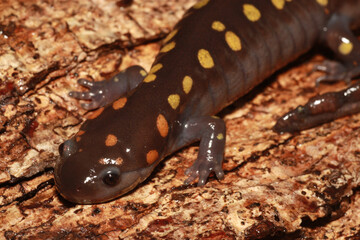 Adult spotted salamander (Abystoma maculatum) on a log. 