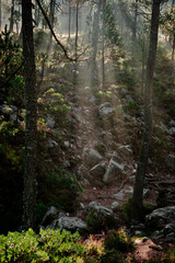 morning in the forest