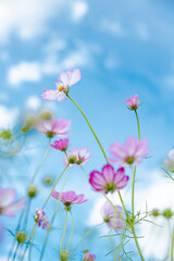 秋晴れとコスモス