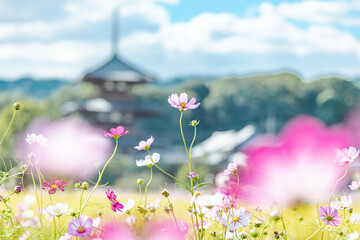 法起寺とコスモス畑