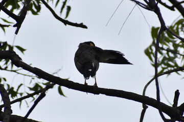 crow on a tree