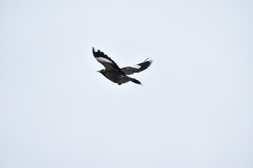 eagle in flight