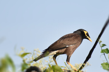 blue heron