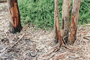 eucalyptus tree trunks and gum tree leaf litter on bushland forest floor