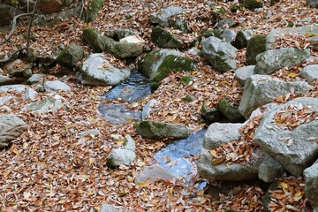 가을풍경 - 낙엽이 떨어진 계곡