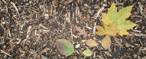 Naturalne tło, tekstura ciętych zrębek. Opadnięte jesienne liście na tle zrębek.