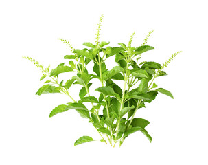 Holy Basil Ocimum sanctum isolate on transparent png