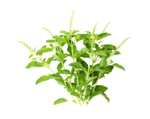 Holy Basil Ocimum sanctum isolate on transparent png
