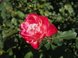 赤色と白色の縁がひらひらしているバラの花の一輪