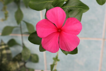 Catharanthus roseus, commonly known as bright eyes, Cape periwinkle, graveyard plant, Madagascar...