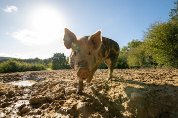 Pig at a biological farm. Free to roll in the mud. High quality photo