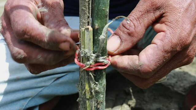 Indonesian adult male hands. tie newly planted mangruf tree trunk. the process of caring for mangrove plants, nature, tree, plant, green, natural, forest, environment, leaf, landscape, mangrove, trop