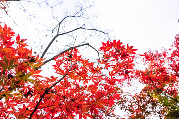 真っ赤な紅葉の木