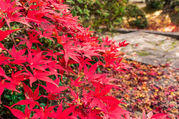 真っ赤な紅葉の木