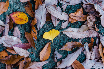 落ち葉と黄色い銀杏