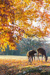 紅葉と親子鹿