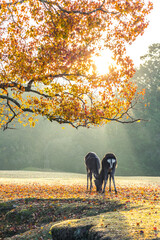 紅葉と親子鹿