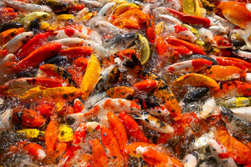 koi fish swimming in a pond