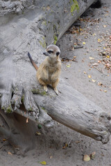 A sentinel meerkat on a huge log stands guard