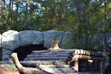 The lioness is lying on a pedestal made of logs