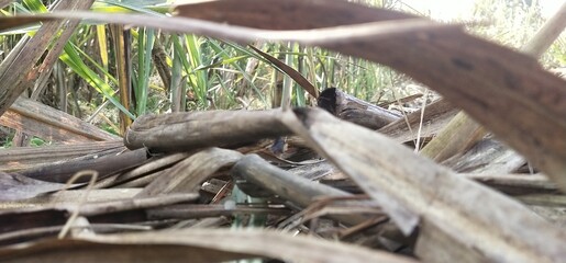 roots of a tree