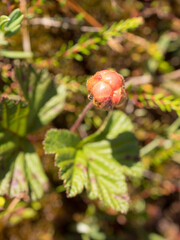 cloudberry in summer