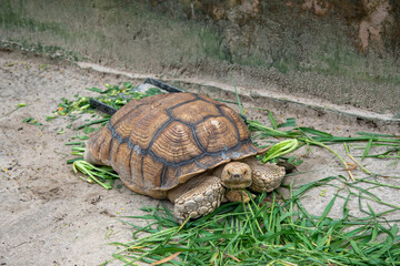 African Spurred Tortoise (Geochelone sulcata)  in the zoo