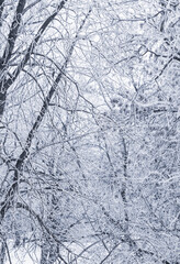 Background of tree branches covered with frost. Landscape of nature with white snow. Winter holiday concept