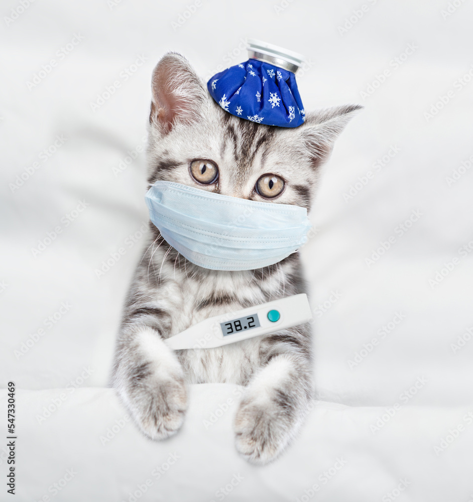 Aufkleber kitten with ice bag or ice pack on his head wearing medical protective mask with a thermometer under