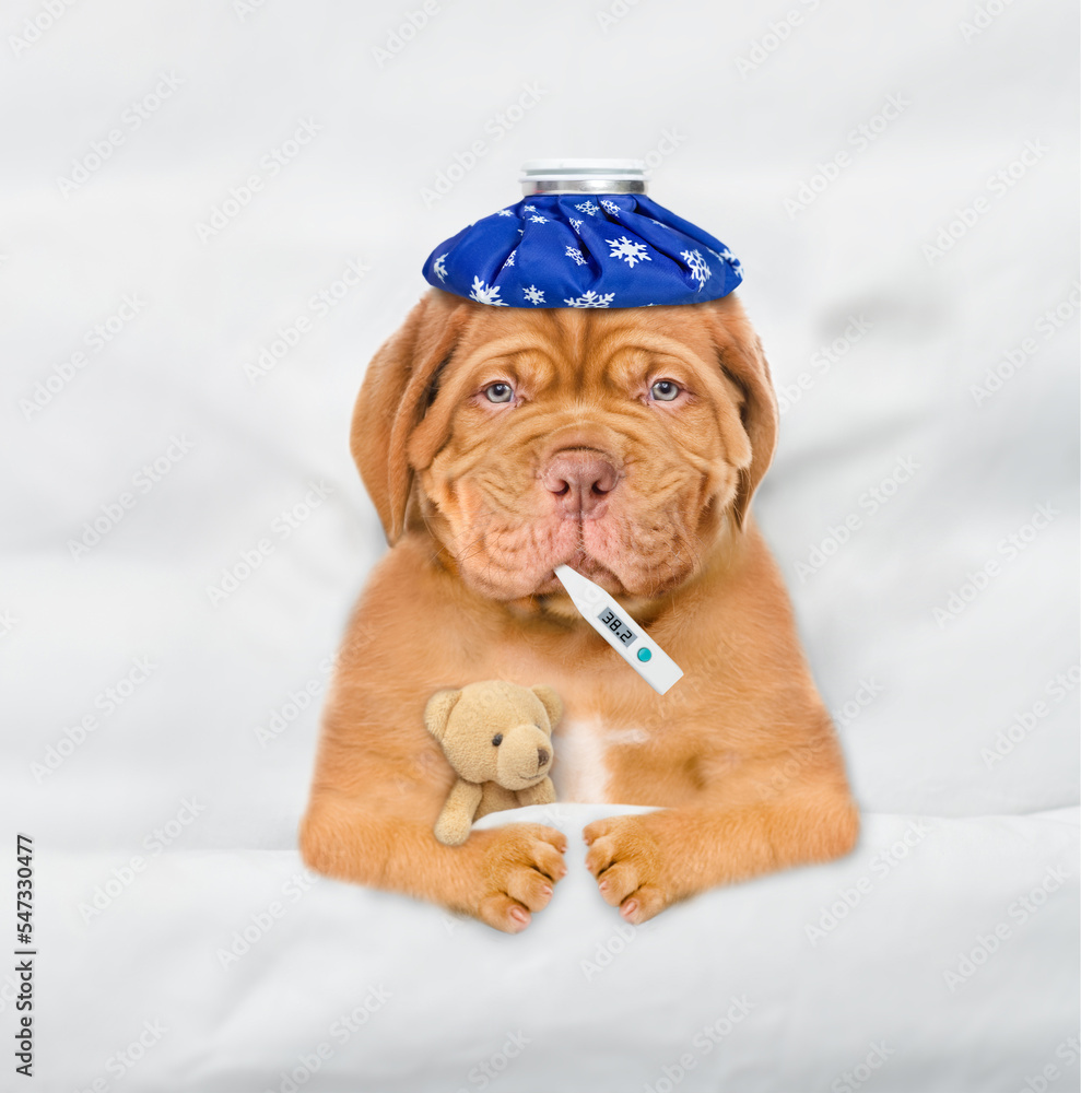 Poster unhappy sick mastiff puppy with ice bag or ice pack on it head lying on a bed at home with a thermom