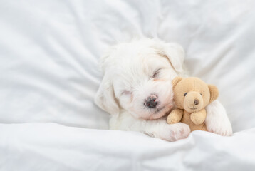 Tiny Bichon Frise puppy sleeps under  white blanket on a bed at home and hugs favorite toy bear. Top down view. Empty space for text