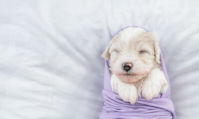 Two tiny Bichon Frise puppy wrapped like a baby sleep on a bed at home. Top down view. Empty space for text