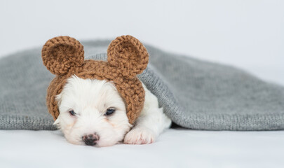 Tiny bichon frise puppy wearing funny hat sleeps under warm plaid in cold autumn or winter weather